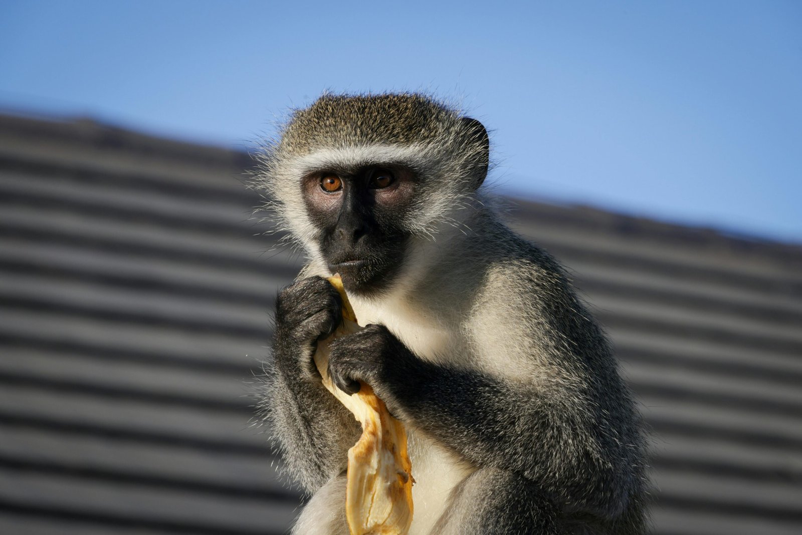 Beždžionė ir bananas iliustuojantys istoriją apie transformacijos svarbą